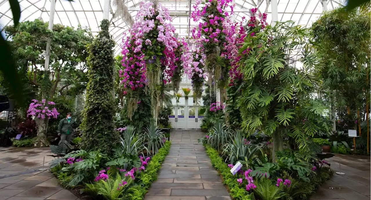 Photos: A subtle Orchid Show blooms at the New York Botanical Garden