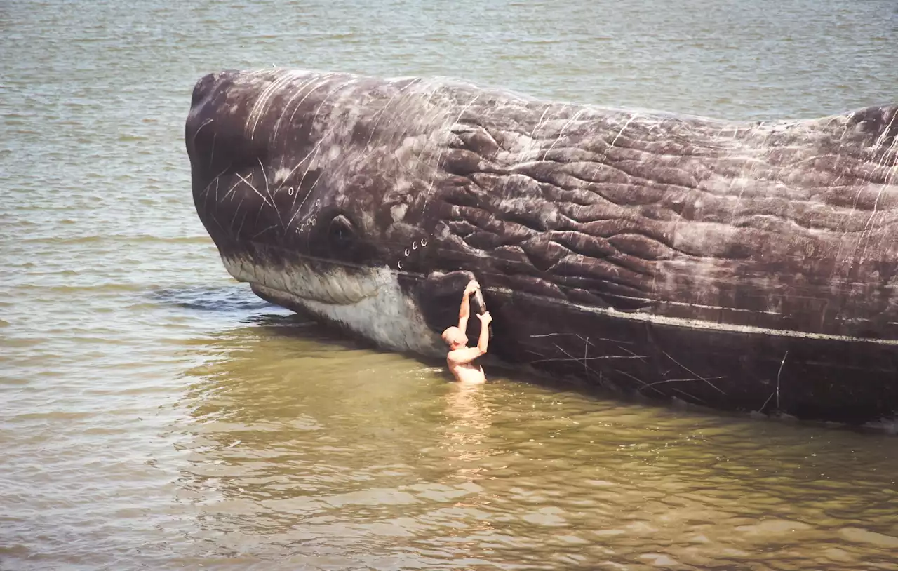 Woman taking seaside stroll spots 30kg of whale vomit worth over S$4 million - The Independent Singapore News
