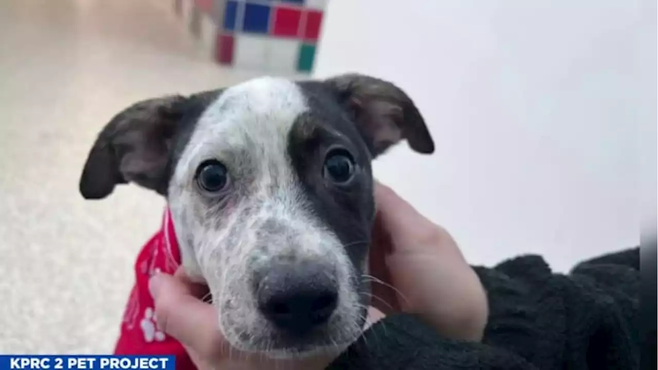 KPRC 2 Pet Project: Meet Stefani, your forever ‘Hollaback Girl’