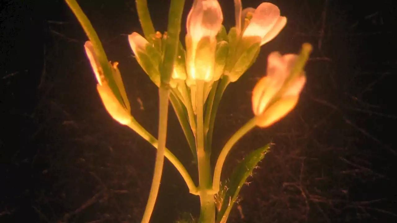 New organ found in world’s best-studied plant