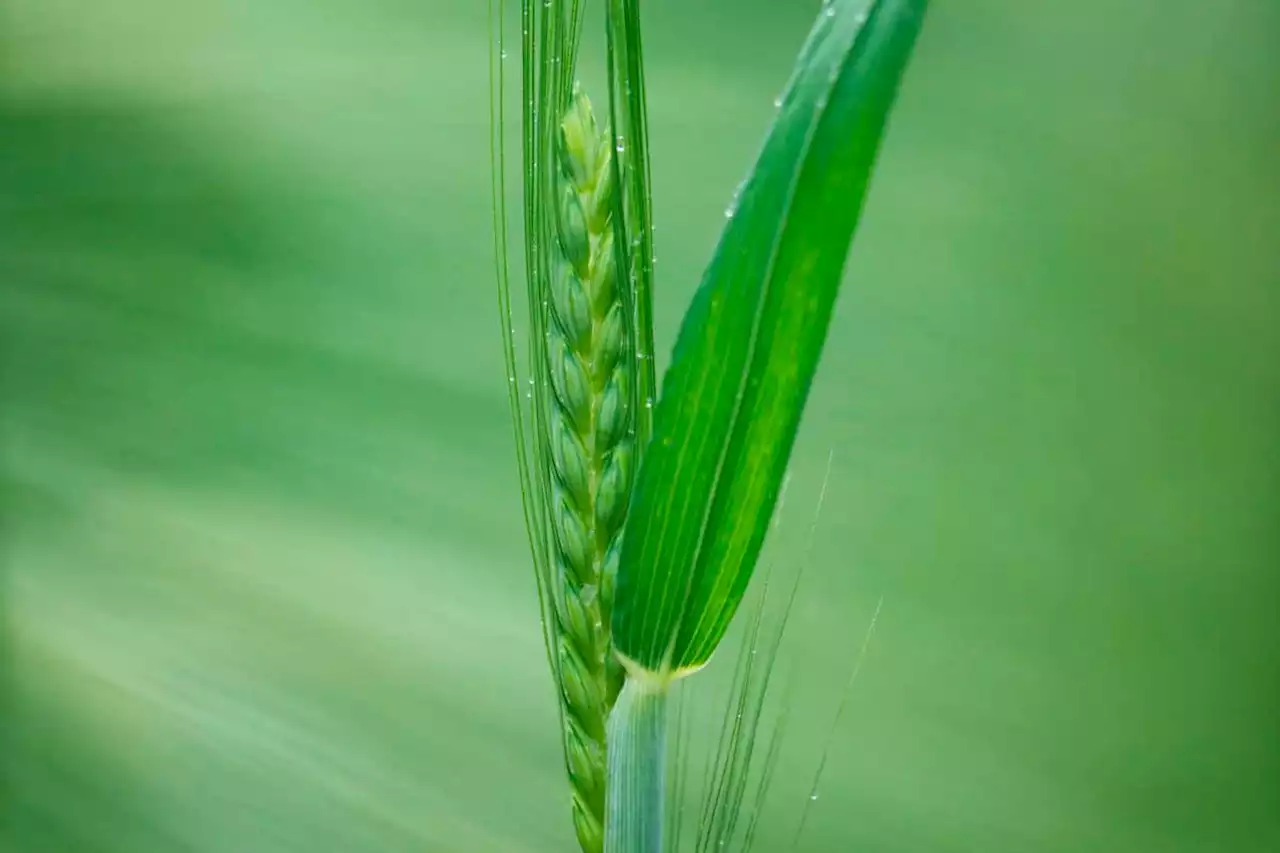 Thousand edible plants identified as underused source of vitamins