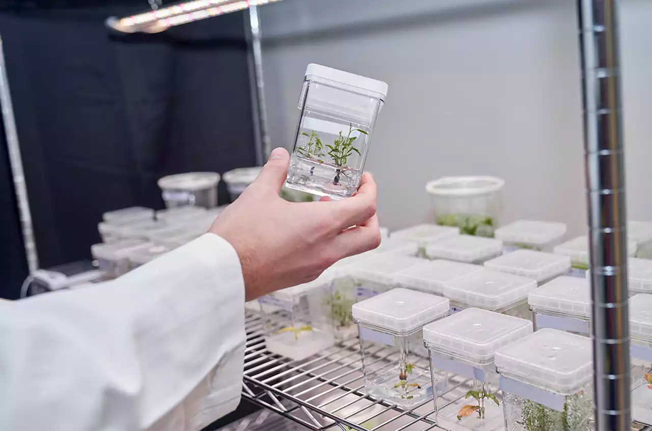 To fight climate change, a biotech firm has genetically engineered a very peppy poplar