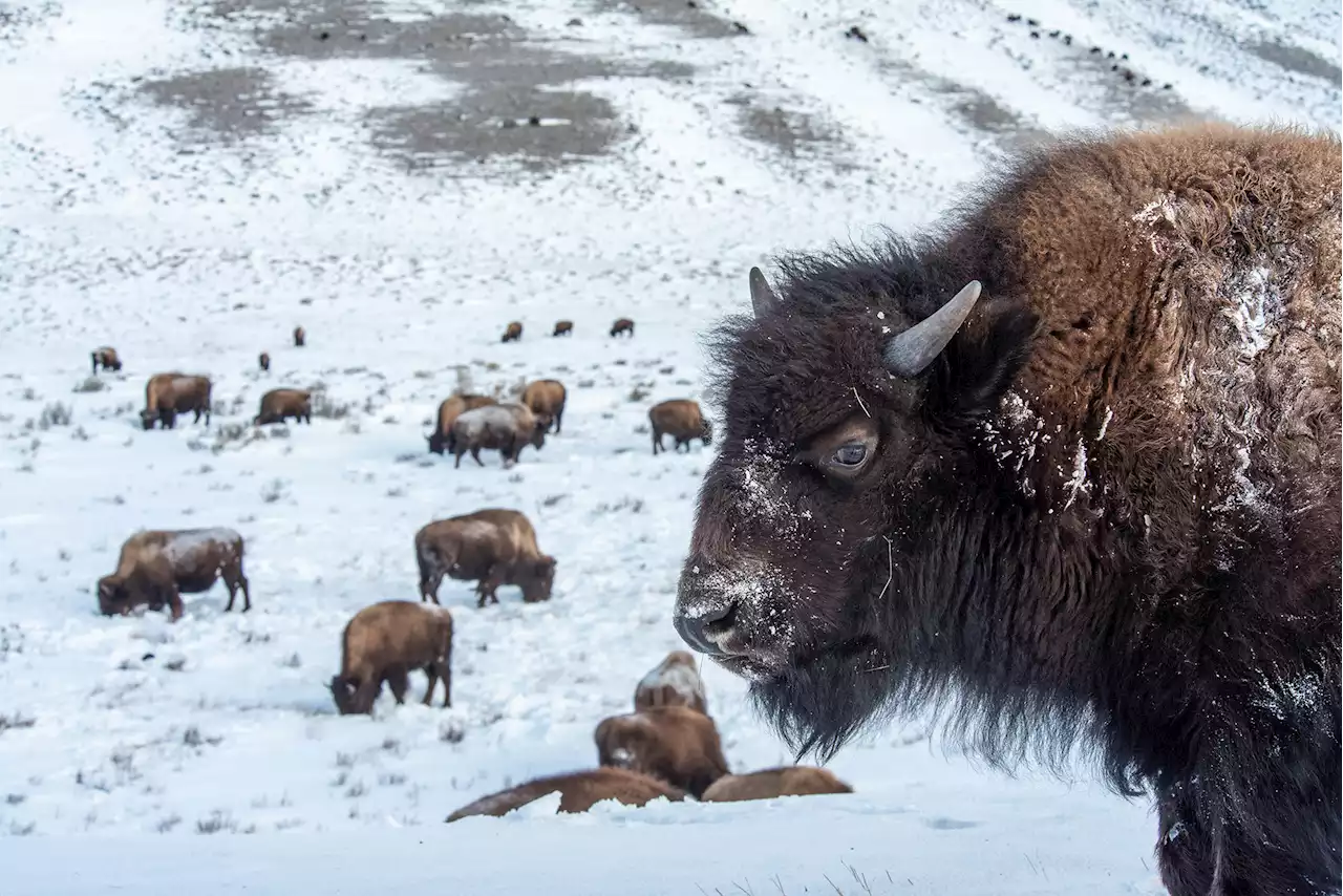 Effort underway to slaughter, hunt or relocate 900 Yellowstone bison