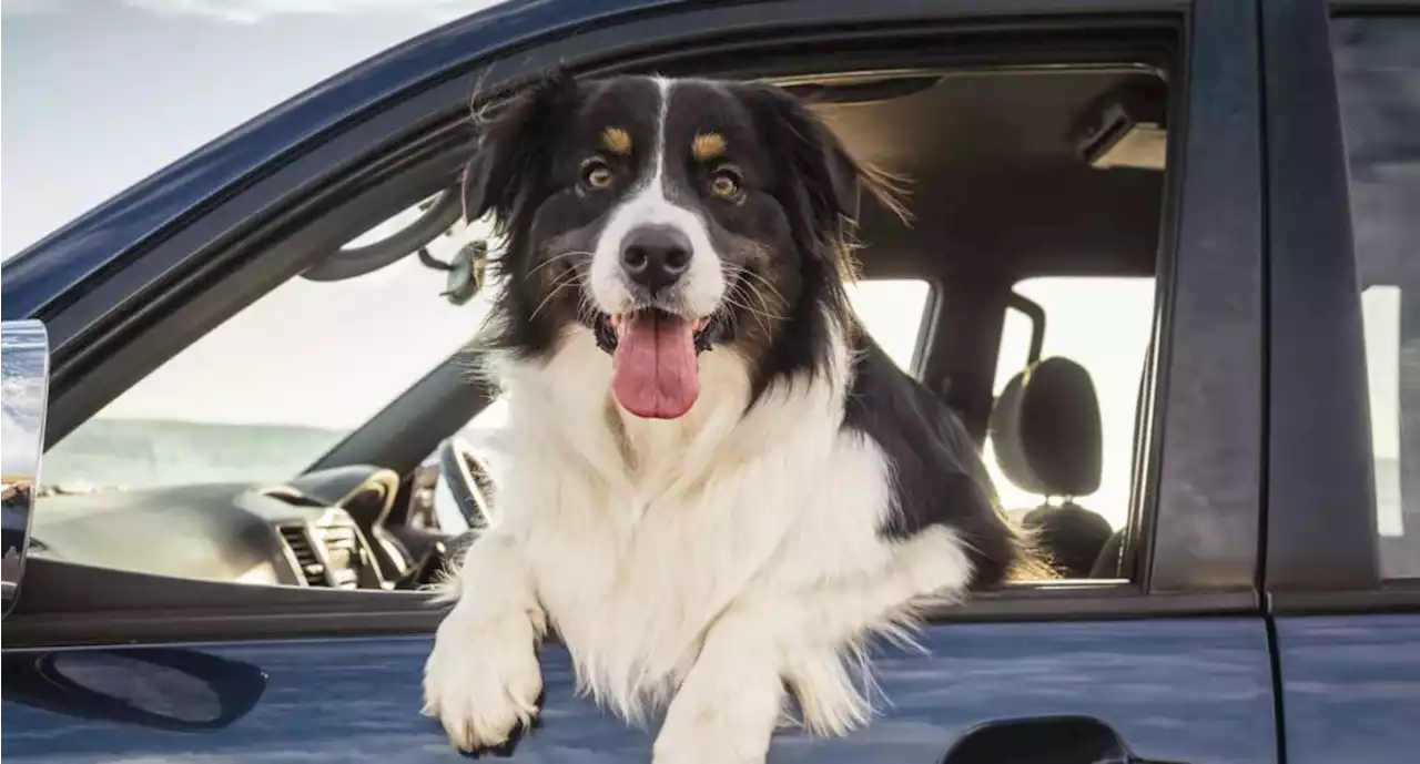 Consejos para viajar con mascotas por carretera: cinco claves que son básicas - Pulzo