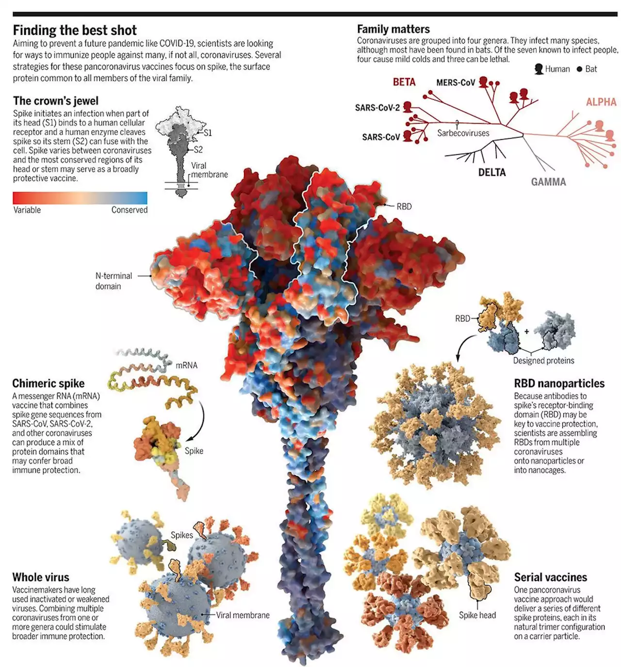 Vaccines that can protect against many coronaviruses could prevent another pandemic