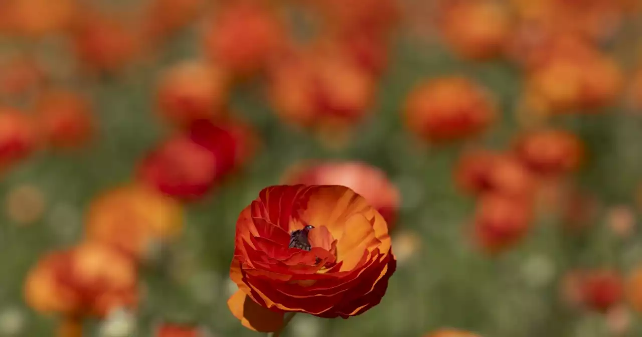 Carlsbad's Flower Fields to reopen Tuesday with several new attractions