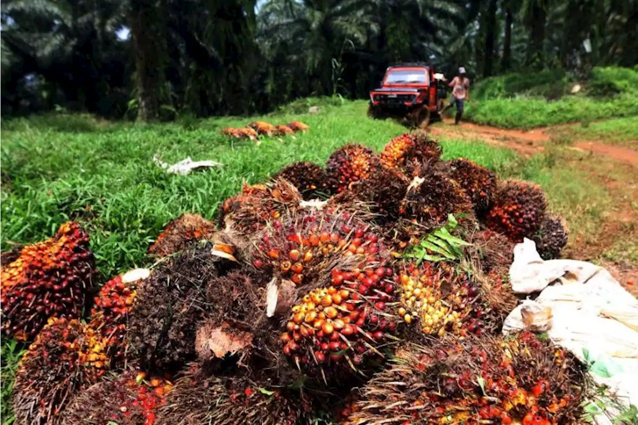 Dugaan Konflik Lahan Sawit di Jambi, Ini Kata Warga dan Suku Anak Dalam