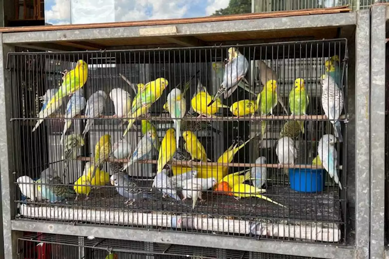 Over 60% of bird shops islandwide fail one or more basic welfare conditions: Acres