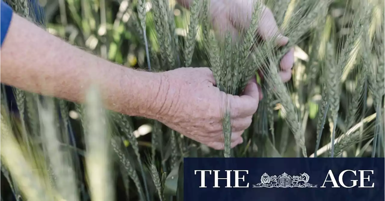 ‘Through the roof’: Wheat prices could surge 50 per cent due to Ukraine crisis