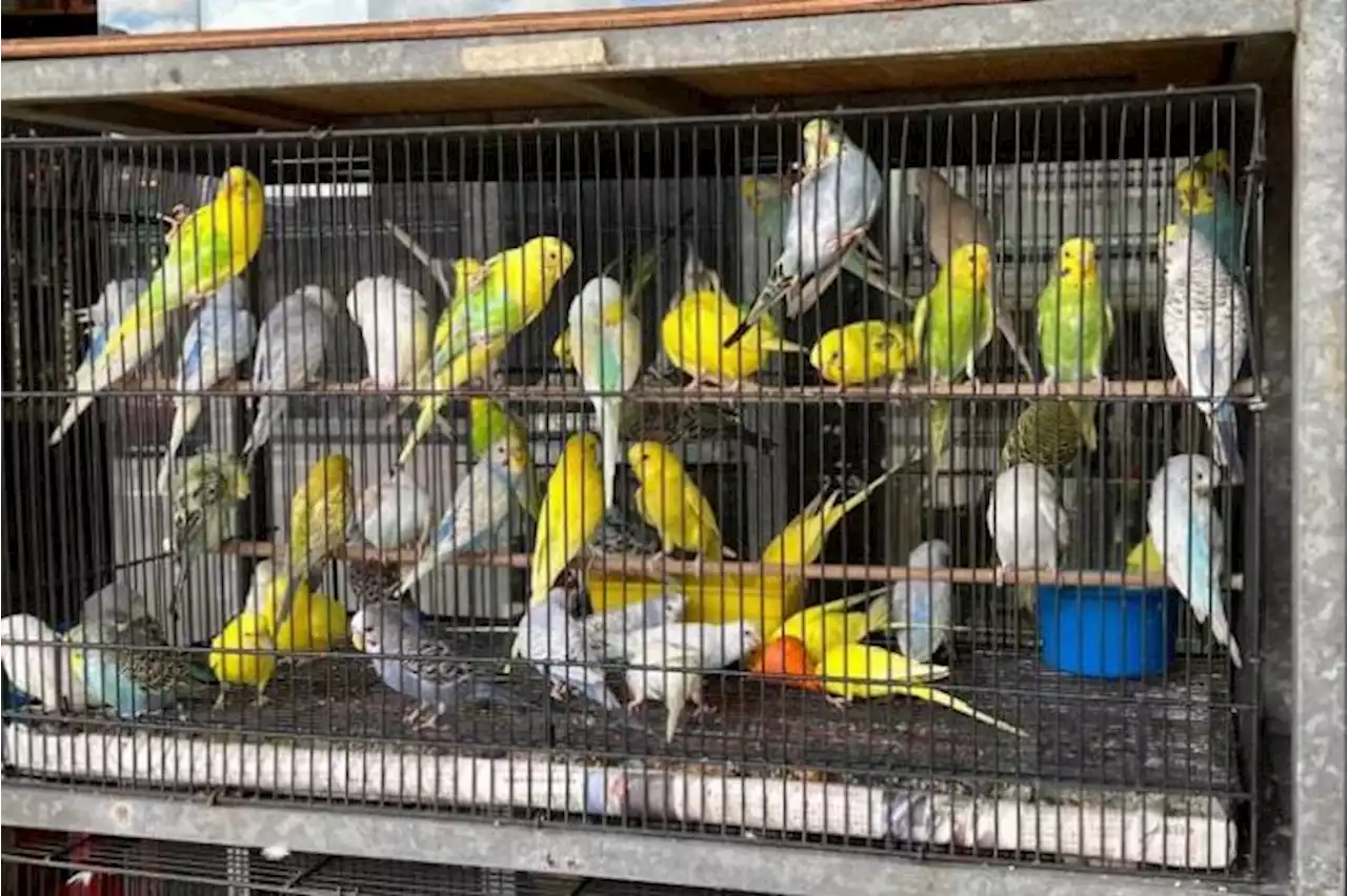 Over 60% of bird shops islandwide fail one or more basic welfare conditions: Acres