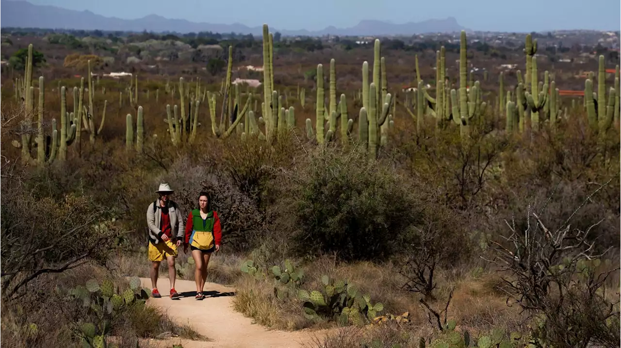 Park Service to survey visitors after another record year at Saguaro