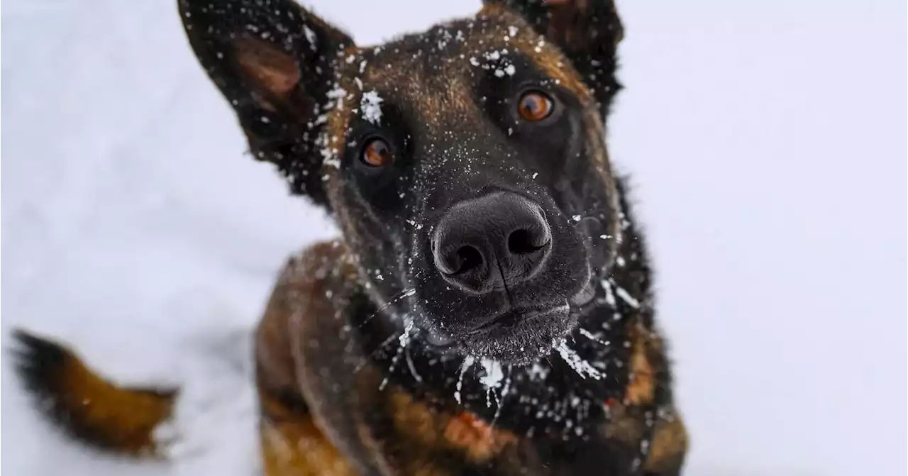 4 tips for protecting your pets in winter