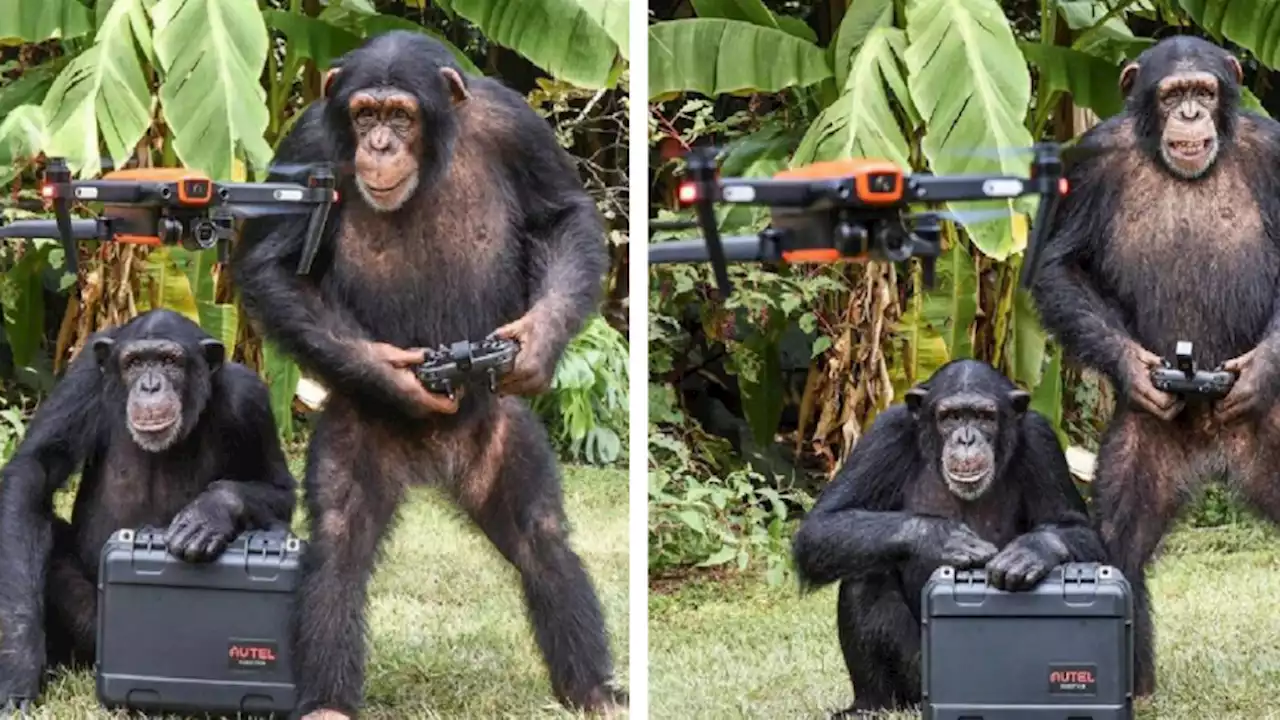 Apes Spotted Flying Drone and Smiling