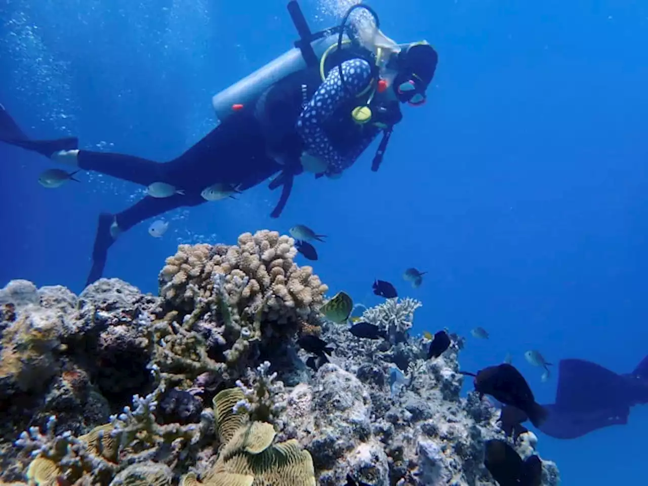 ‘Crisis’: Climate panel flags Great Barrier Reef devastation