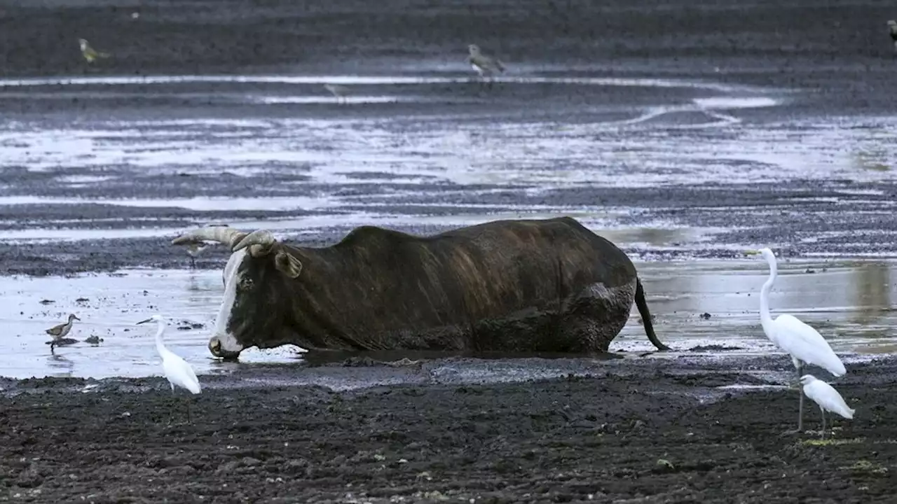 Incendios en Corrientes: los daños a la fauna | Las consecuencias sobre las distintas especies