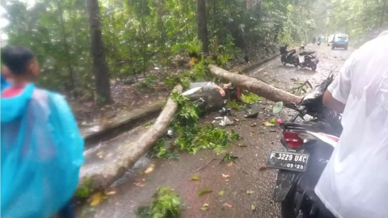 Pohon Tumbang di Sukabumi Timpa 2 Motor, 2 Tewas dan 2 Luka