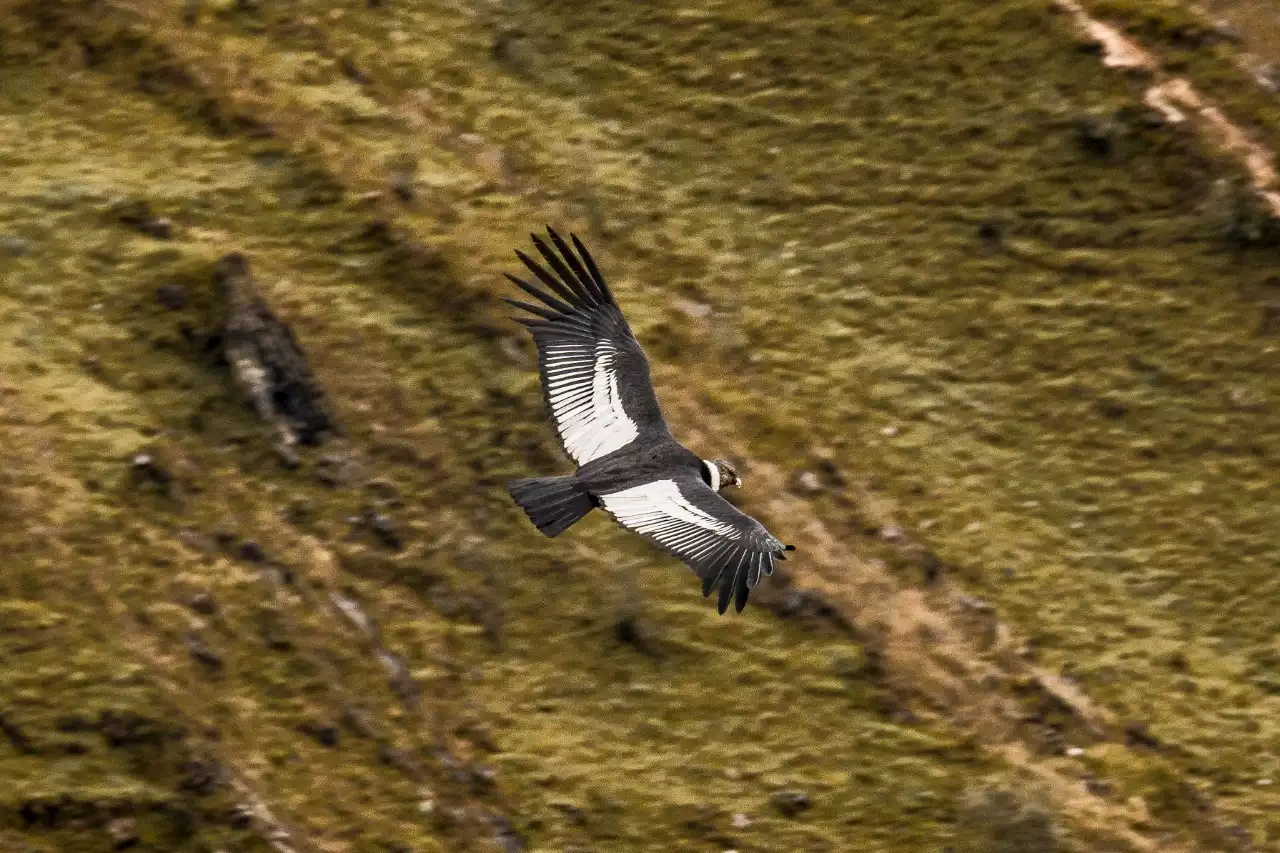 Así se ven los páramos desde la mirada de un cóndor - Colombia Visible