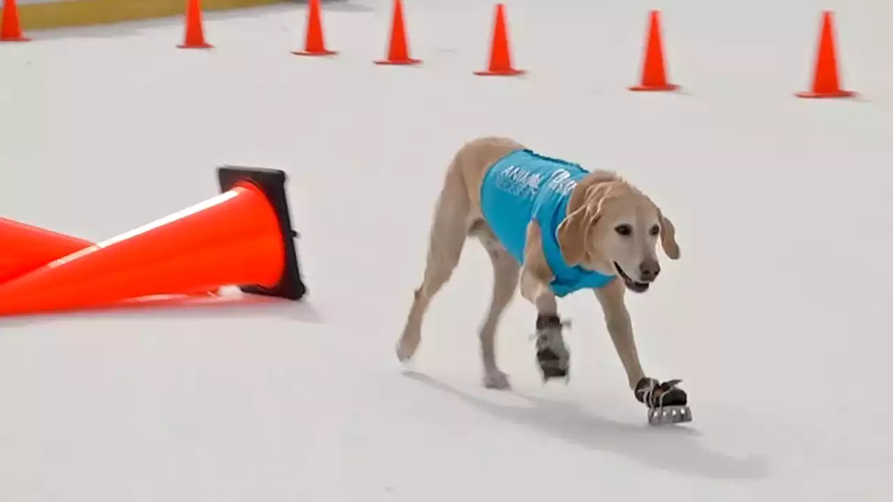 Ice skating dog rescued from kill shelter shows off skills, helps kids with autism