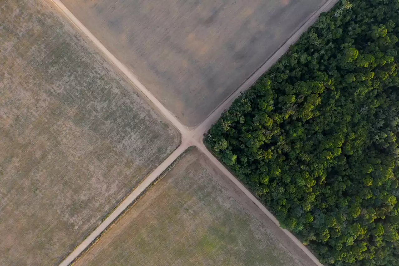 Abholzung des Amazonaswaldes in Brasilien auf Rekordniveau