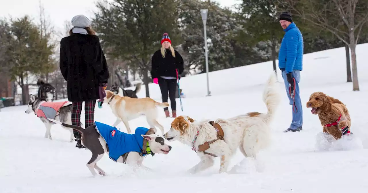 Extra food, booties and fresh water: How to keep pets warm during extreme cold