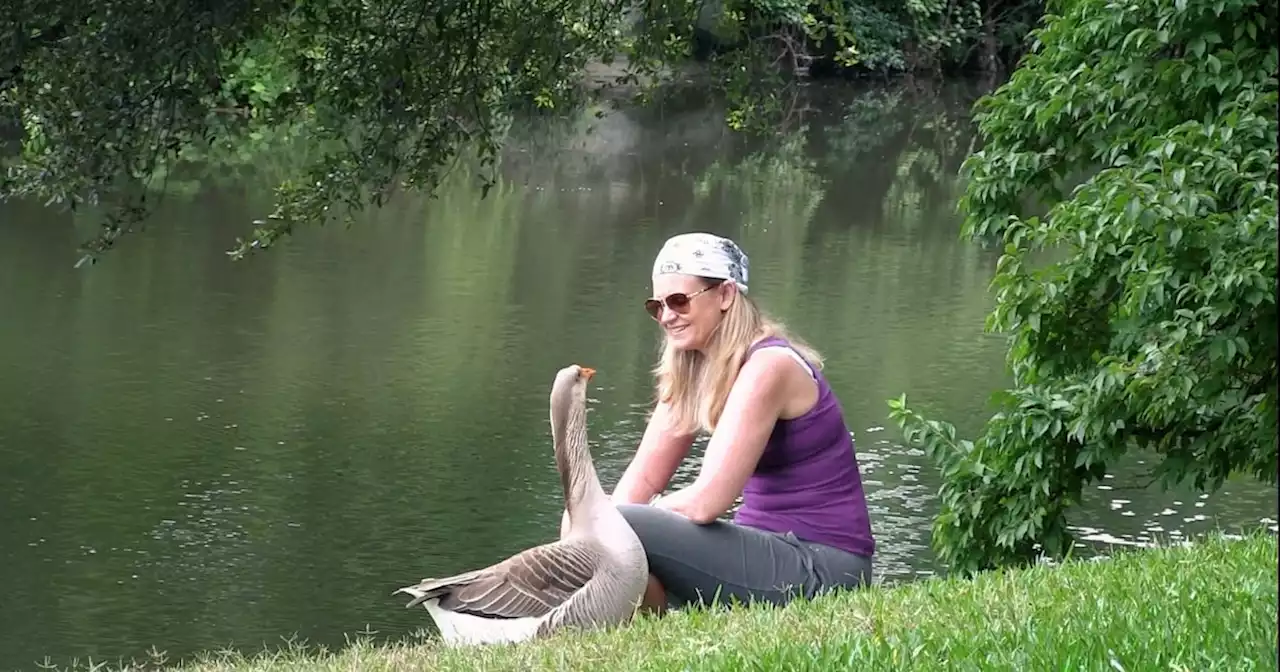 Honk the goose, whose extraordinary bond with Dallas filmmaker Cheryl Allison went viral, has died