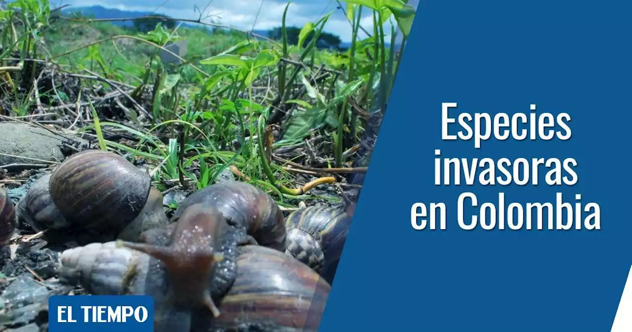 Especies invasoras en Colombia: ¿cuáles son las más peligrosas?