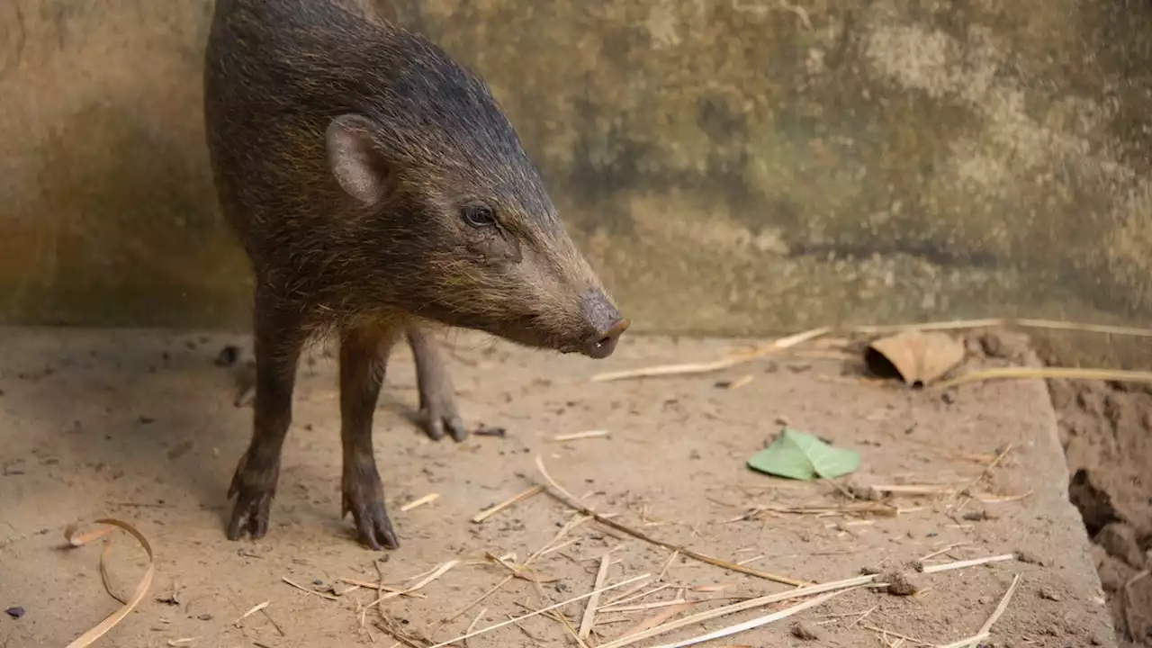 World's tiniest pig, once thought extinct, returning to the wild