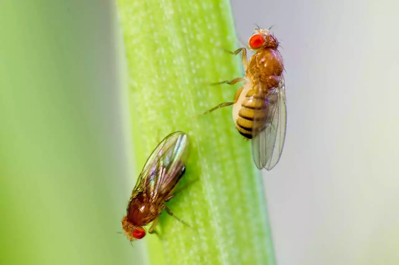 Learning styles in fruit flies may not be related to nature or nurture