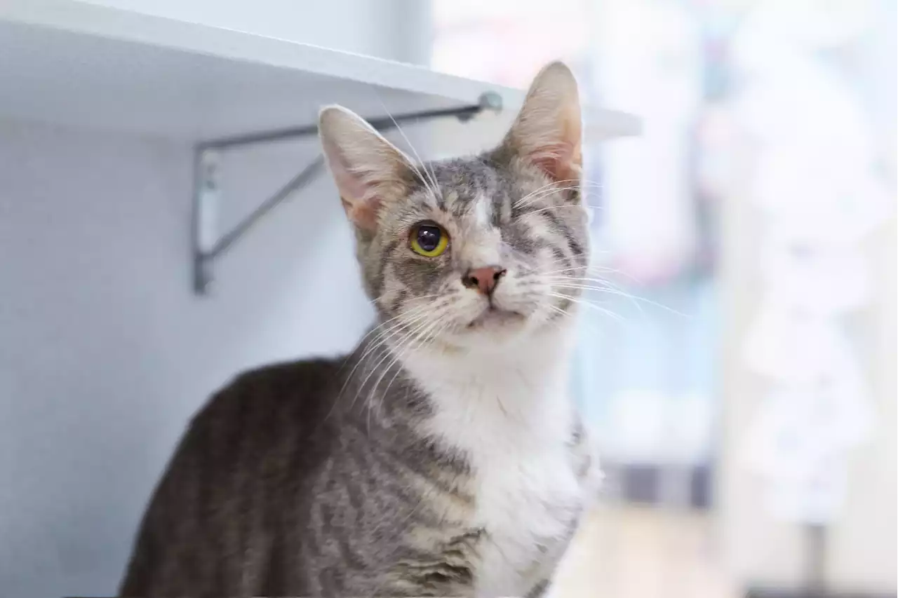 Cat found abandoned on highway recovering after having eye removed