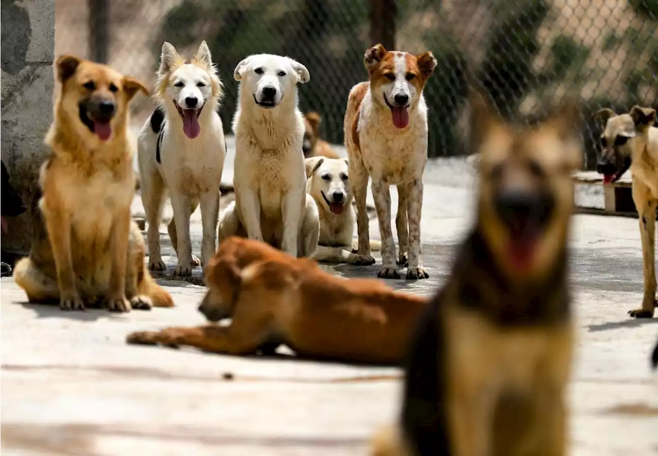 Man charged with animal abuse after officials discover more than 160 dogs