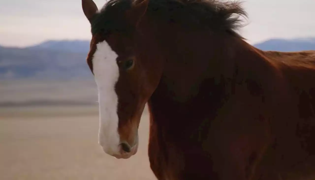 See Budweiser’s Clydesdale-and-dog Super Bowl ad helmed by Oscar-winning director