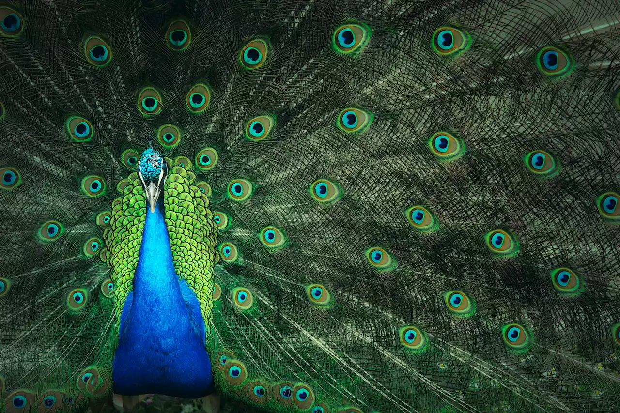 Miami plans to do something about its peacock problem