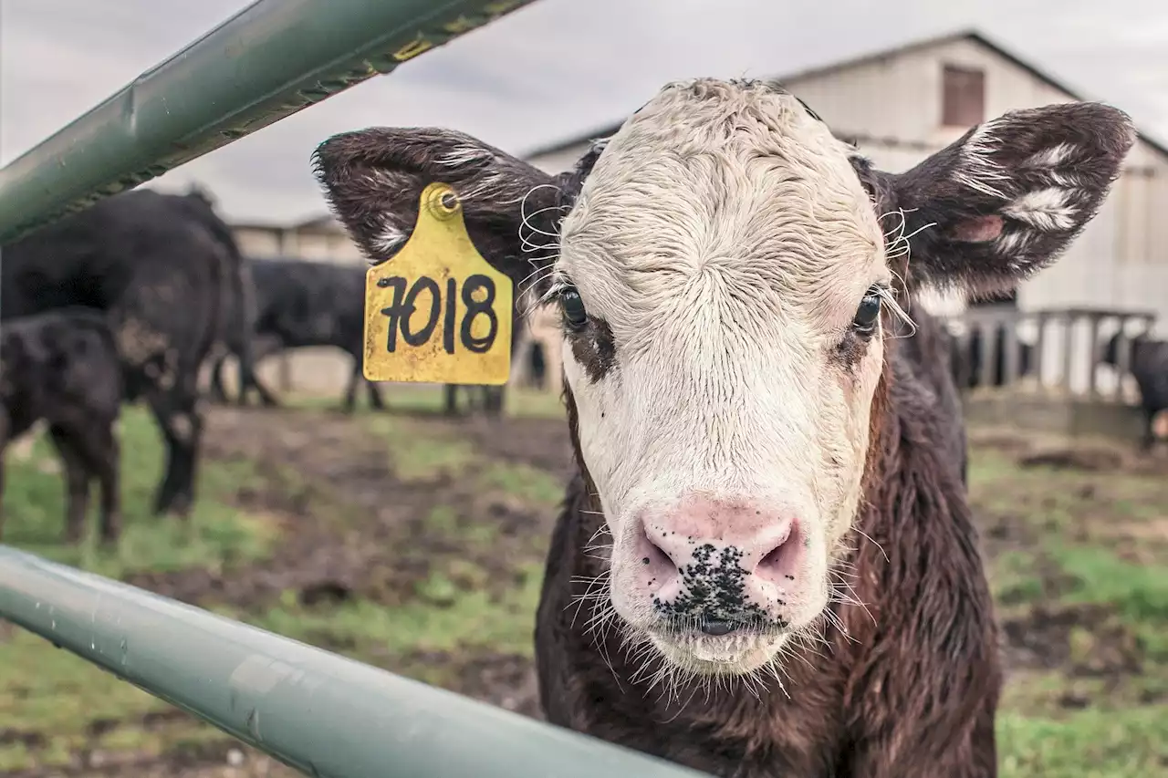 If everyone became vegetarian, would the planet actually be better off?