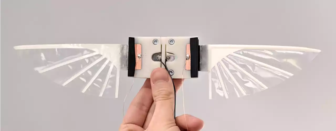 These robot wings use artificial muscle to flap like an insect