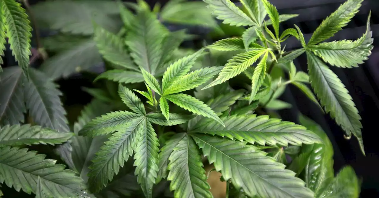 Mississippi becomes 37th U.S. state to legalize medical marijuana