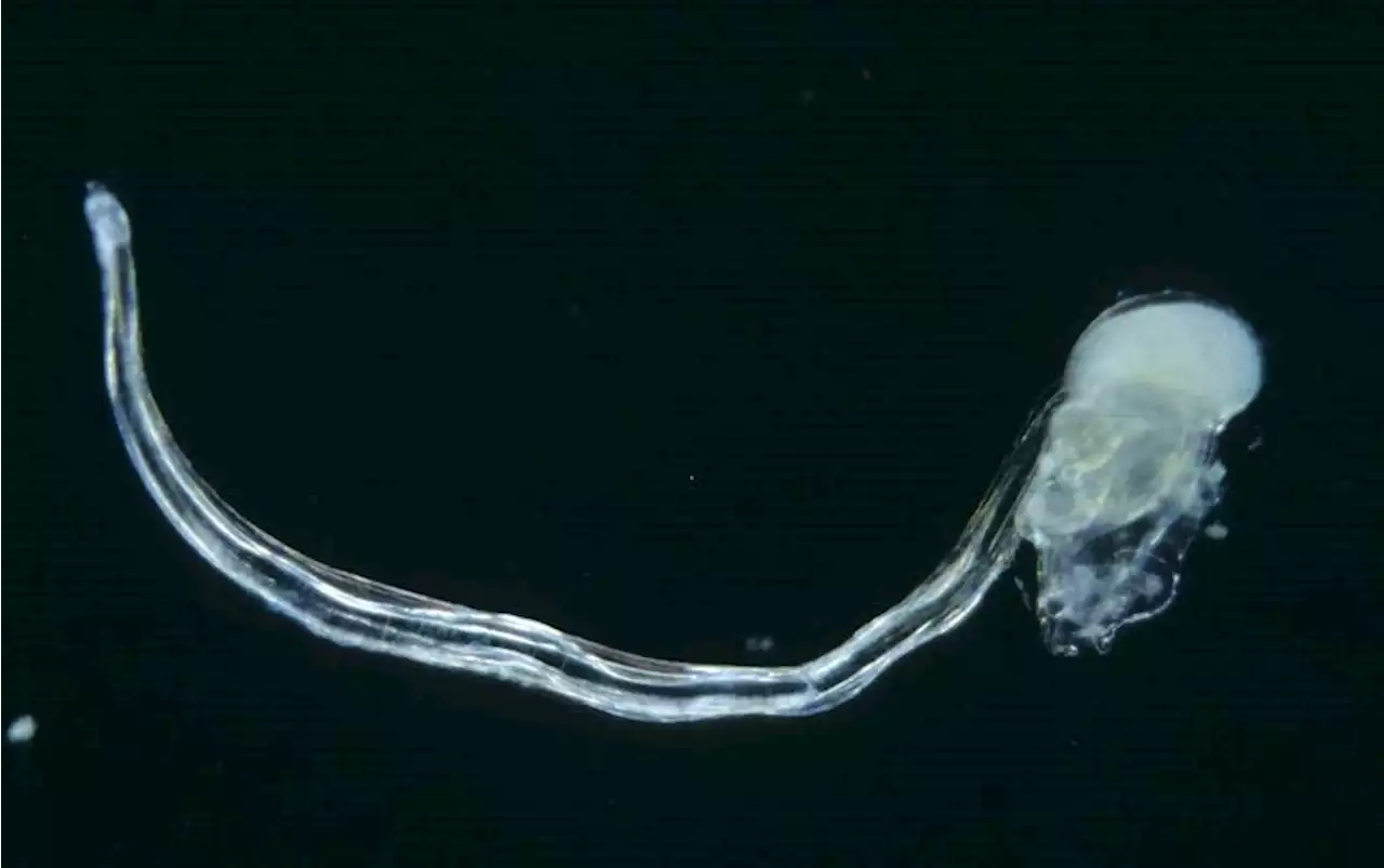 A Strange Creature Discards Genes to Make a Better Heart