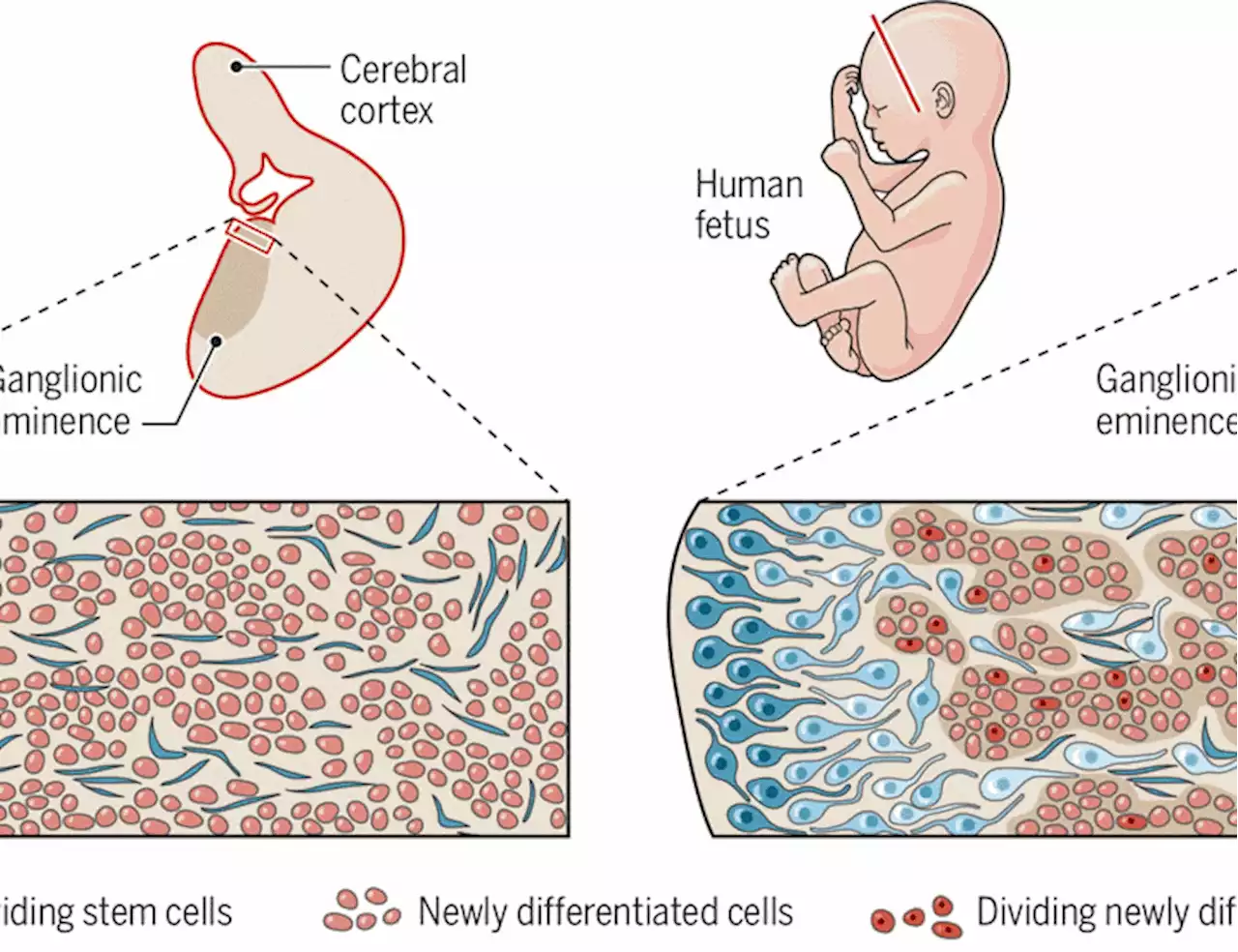 Human cortical interneuron development unraveled