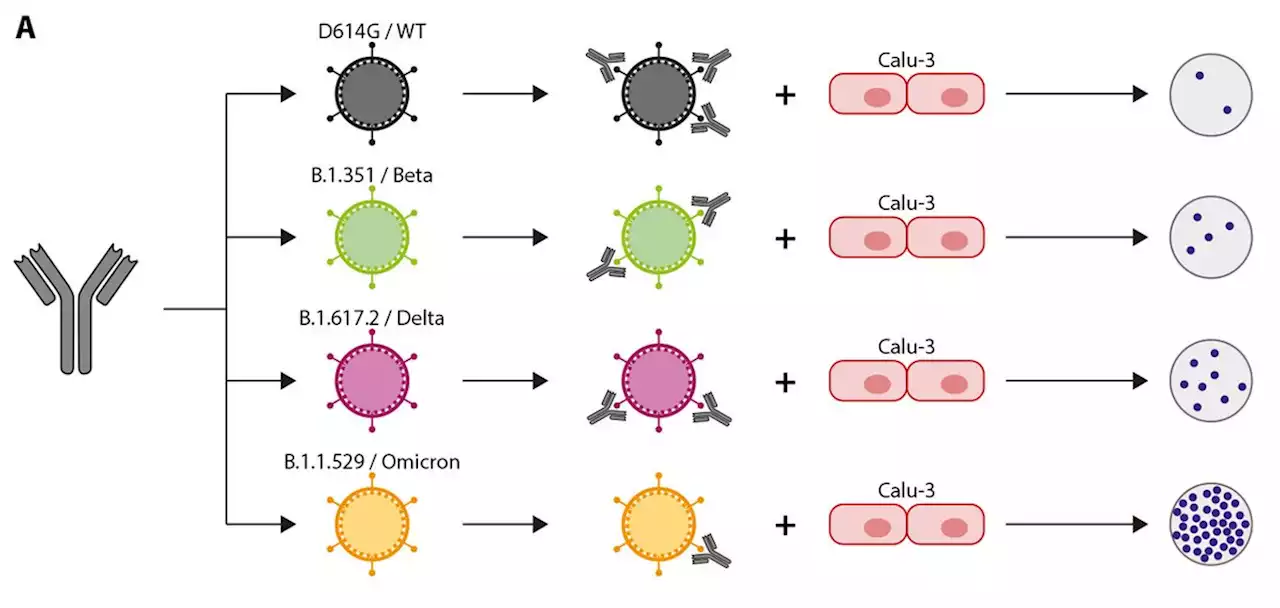 Divergent SARS CoV-2 Omicron-reactive T- and B cell responses in COVID-19 vaccine recipients