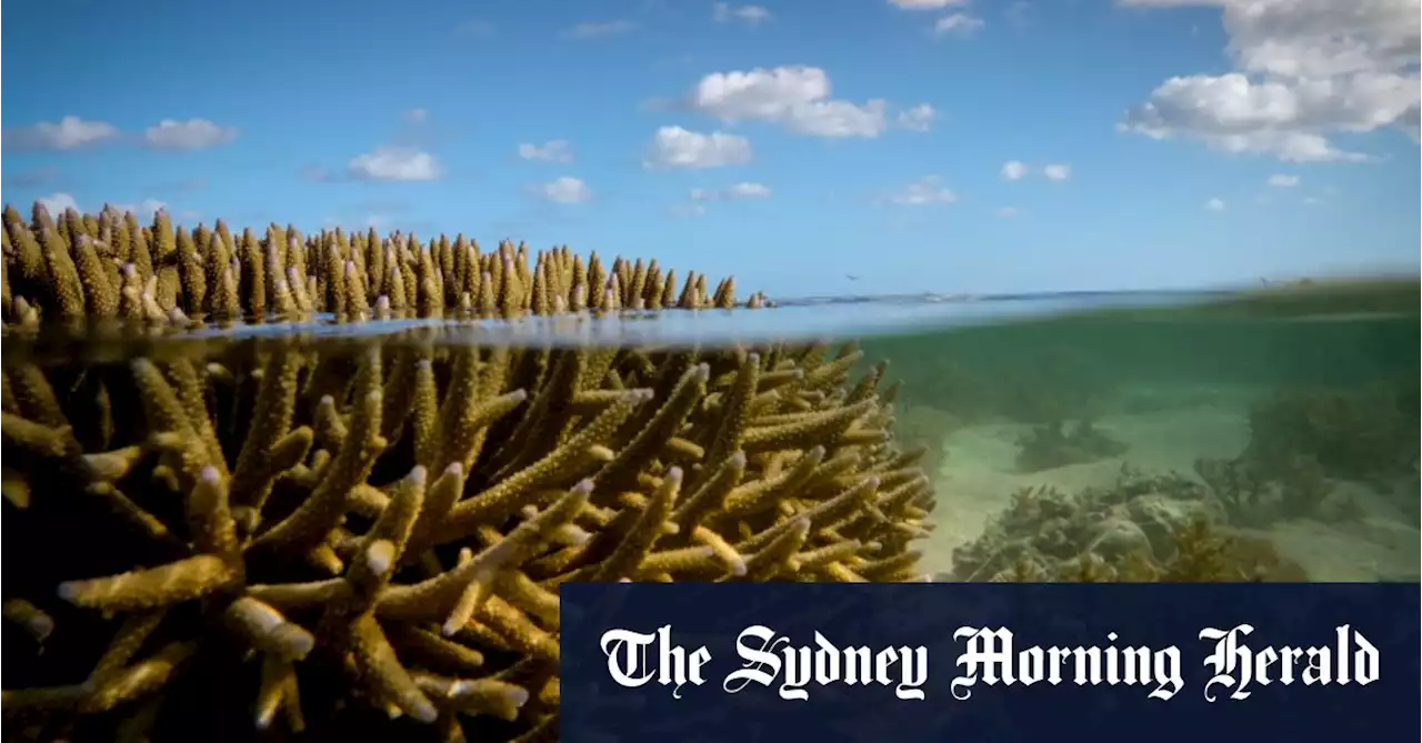 ‘Second to none’: Australia responds to UNESCO’s Great Barrier Reef warning