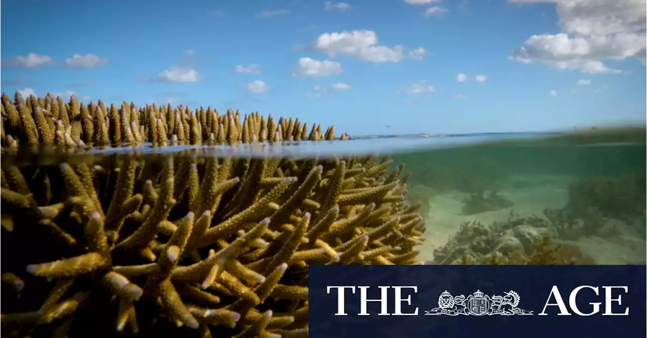 ‘Second to none’: Australia responds to UNESCO’s Great Barrier Reef warning