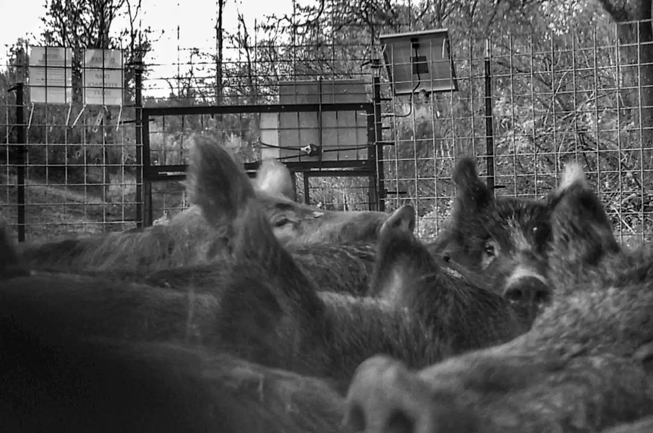 The Rampaging Pigs of the San Francisco Bay Area