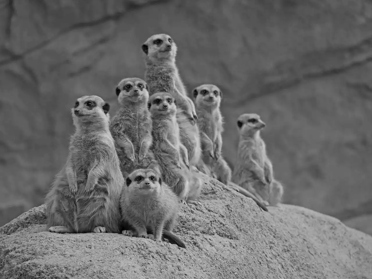 Erdrutsch im Zoo Hoyerswerda: Sechs Erdmännchen tot