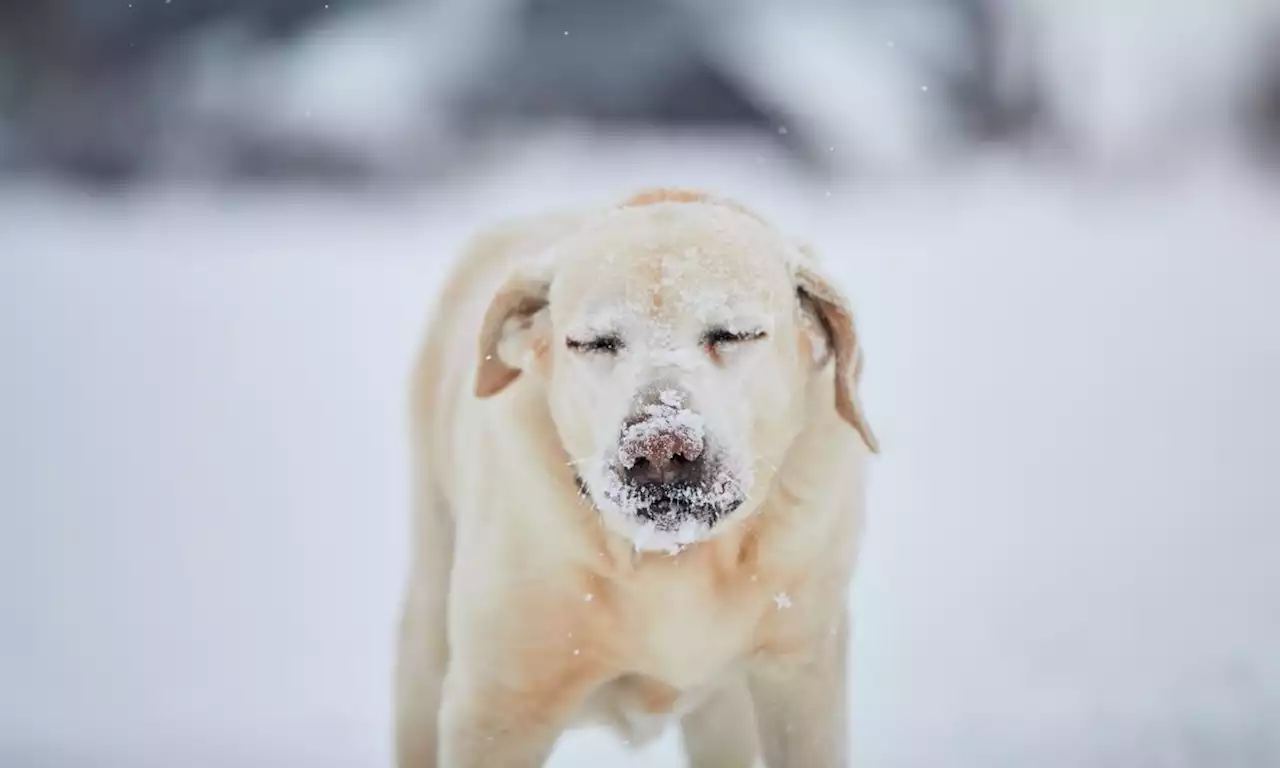 Animal Shelters In Dallas Overflowing After Arctic Blast, Fosters And Adopters Needed