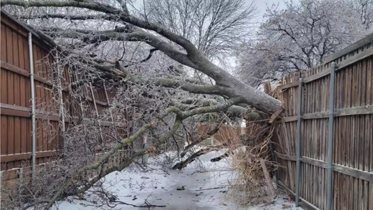 Winter Storm Results In More Than 100 Downed Trees In Plano