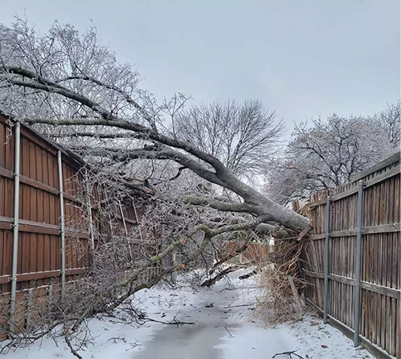 Winter storm ice takes down trees in Plano, limbs hit a house and cars