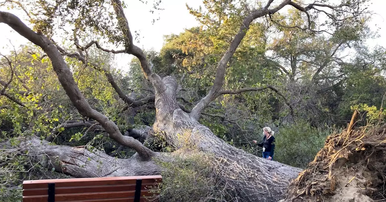 High winds toppled 70 trees and closed California Botanic Garden. Here’s how to help