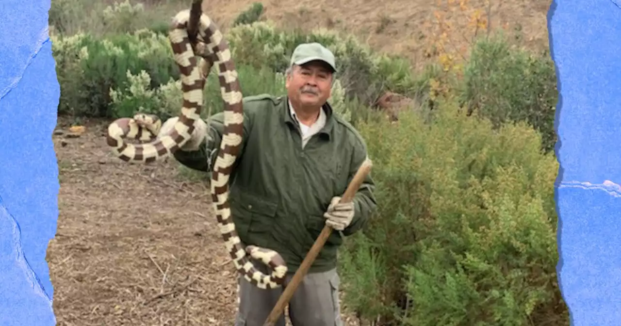 Why didn't this California snake cross the road?