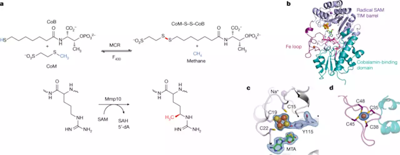 Crystallographic snapshots of a B12-dependent radical SAM methyltransferase - Nature