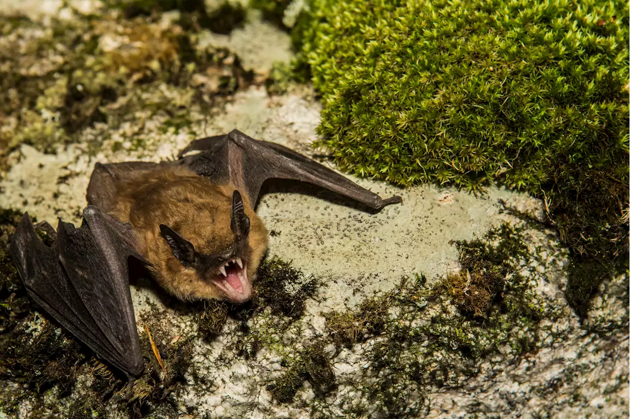 Children find rabid bat in basement of home as CDC warns of rise in rabies cases