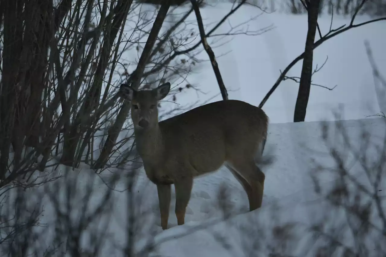 Video shows deer stranded on icy Vermont lake being saved by fishermen